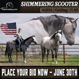 "Scooter" Grey Gelding Quarter Horse