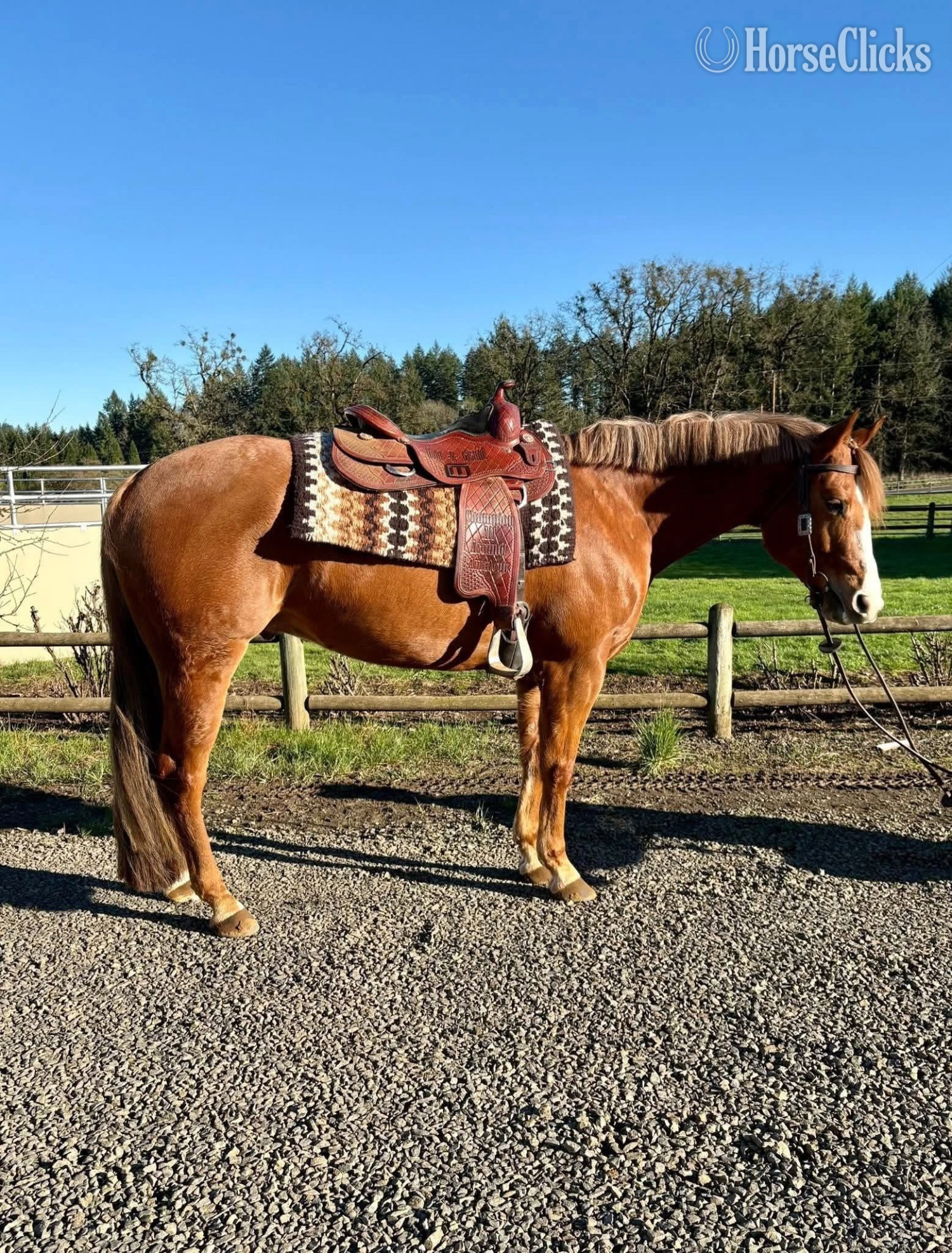 "Flemor" Brown Gelding Clydesdale in Pennsylvania