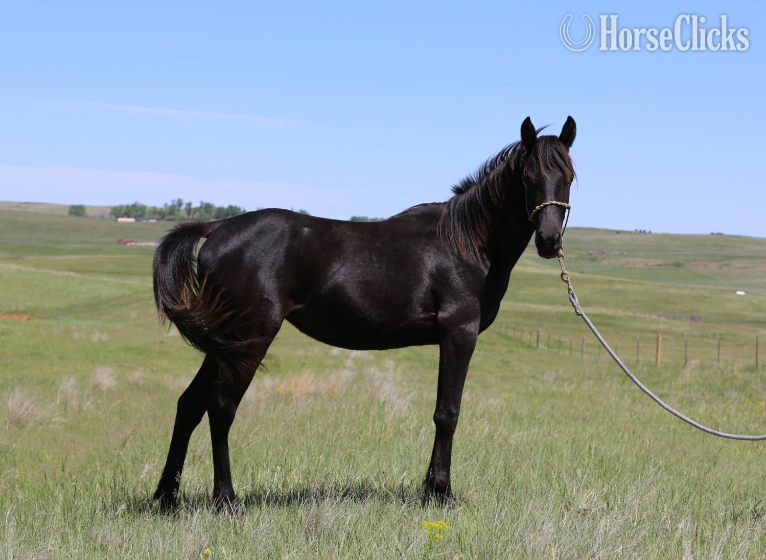 "Shadow Shai " Black Filly Arabian in North Dakota