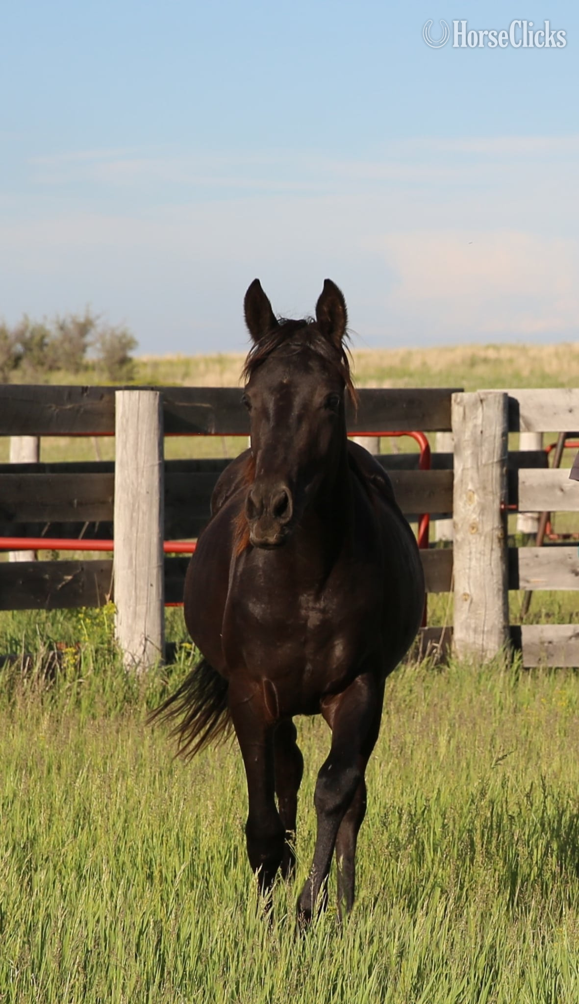 "Shadow Shai " Black Filly Arabian