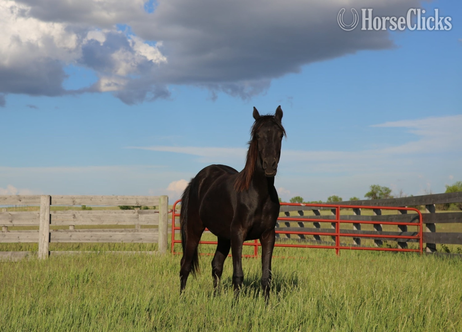North Dakota "Shadow Shai " Black Filly Arabian