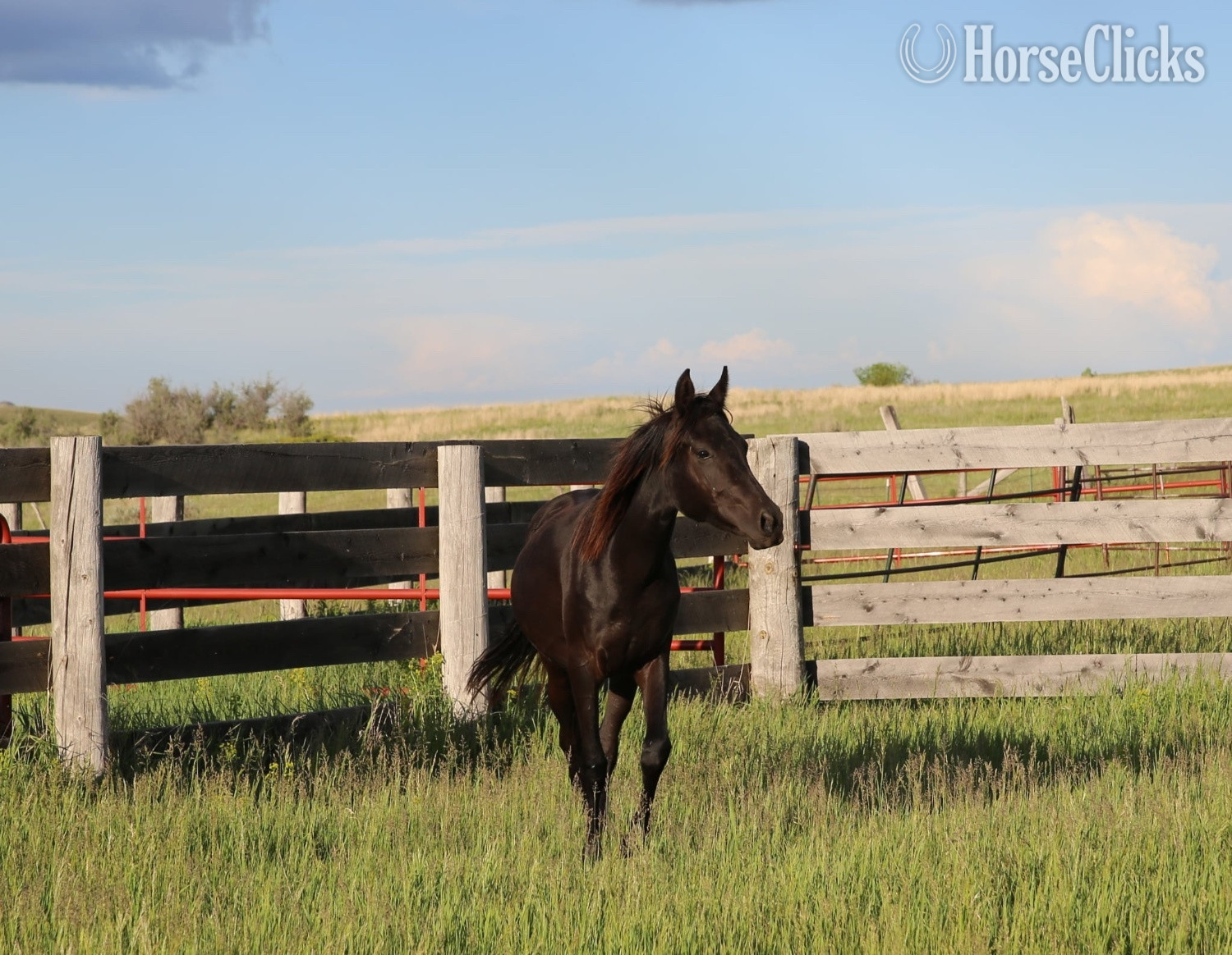 "Shadow Shai " Black Filly Arabian - Arabian in North Dakota