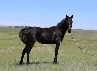 "Shadow Shai " Black Filly Arabian