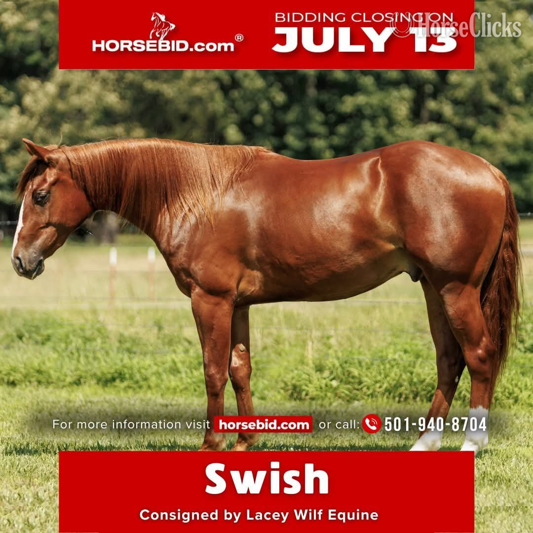"Swish" Sorrel Gelding Quarter Horse in Arkansas