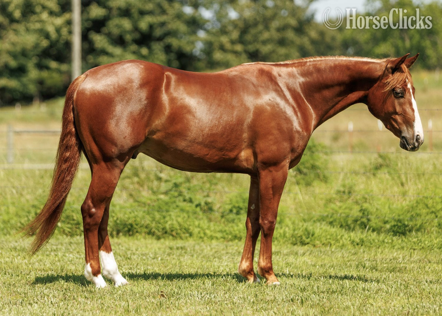 "Swish" Sorrel Gelding Quarter Horse