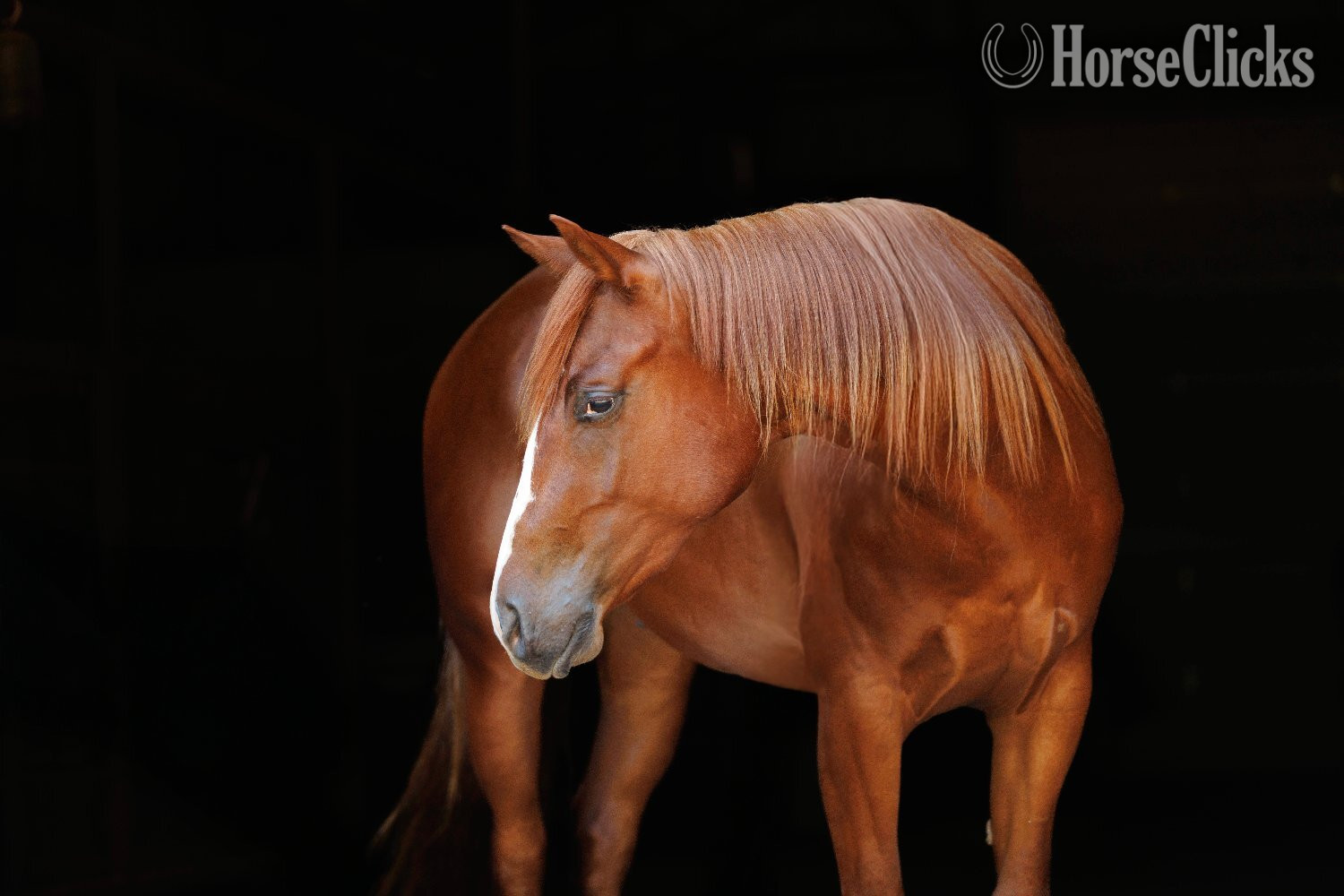 Arkansas "Swish" Sorrel Gelding Quarter Horse