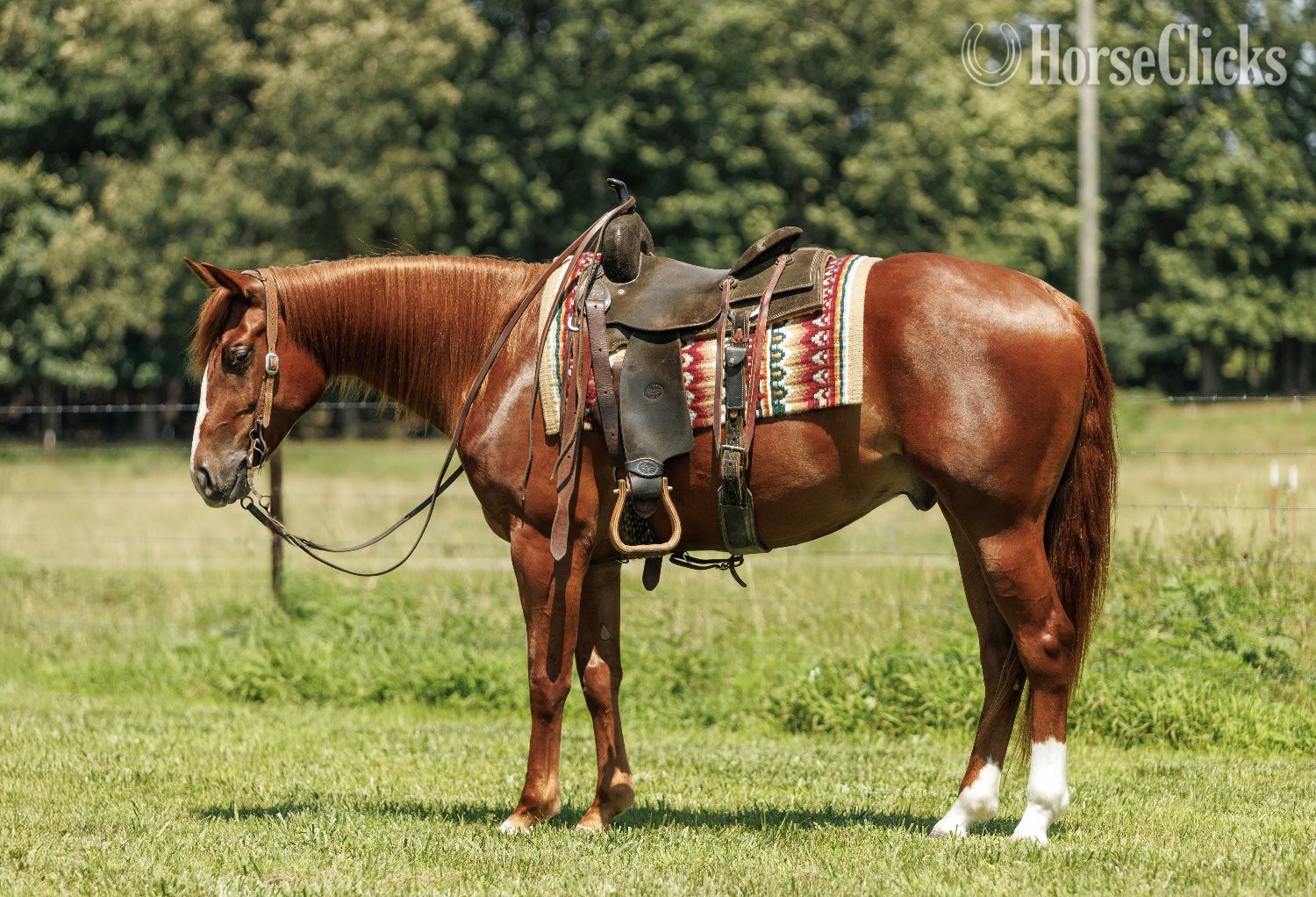 "Swish" Sorrel Gelding Quarter Horse - Quarter Horse in Arkansas