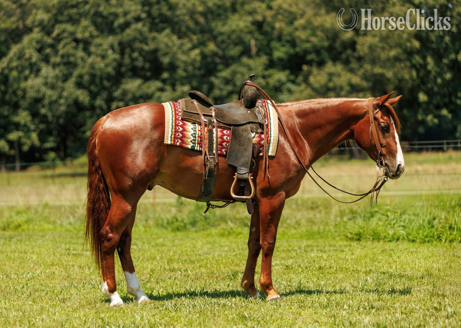 "Swish" Sorrel Gelding Quarter Horse - Quarter Horse
