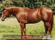 "Swish" Sorrel Gelding Quarter Horse