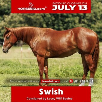 "Swish" Sorrel Gelding Quarter Horse