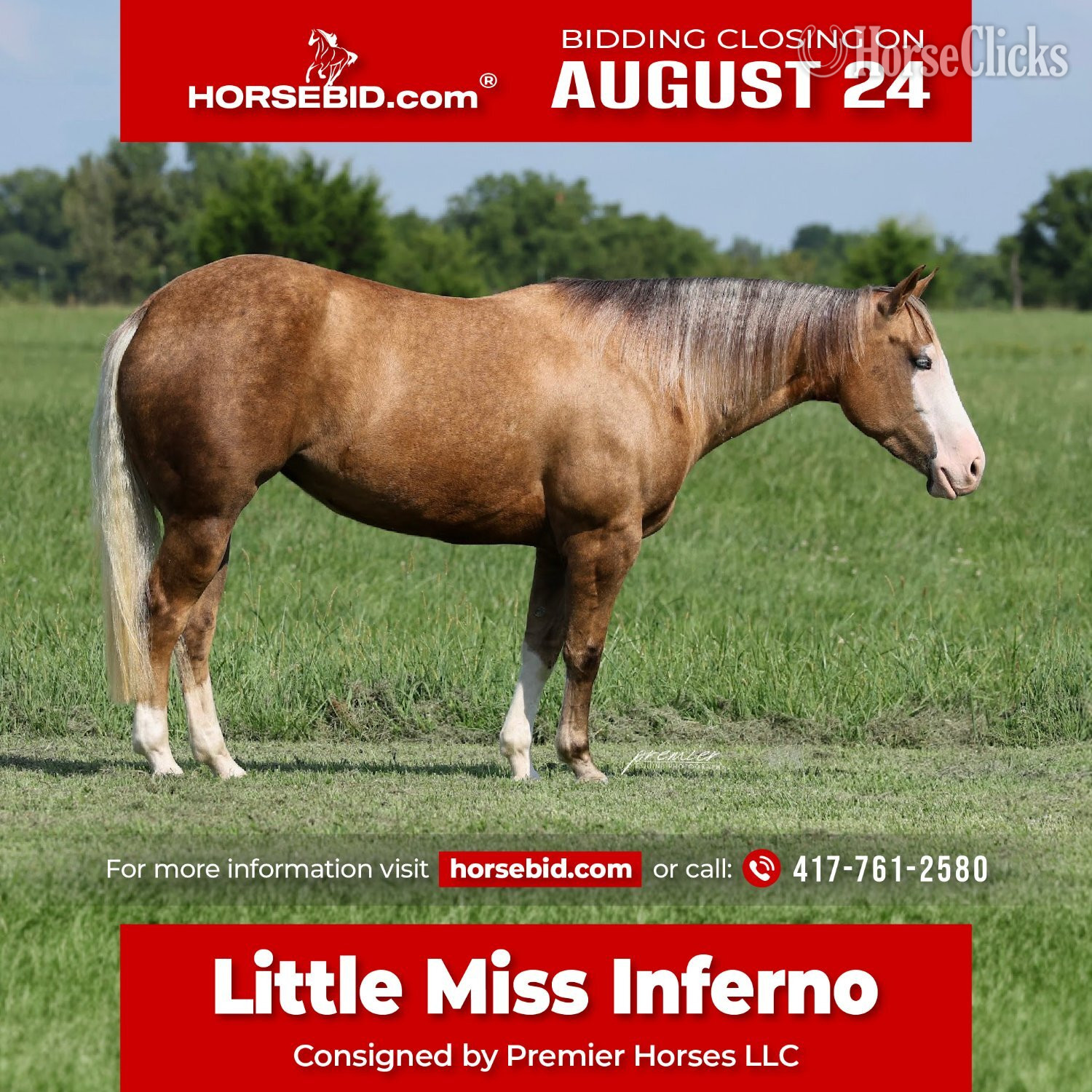 "Little Miss Inferno" Palomino Mare Quarter Horse in Missouri