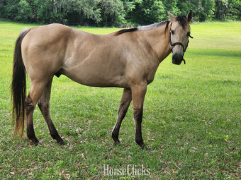 "Harlem " Palomino Gelding Quarter Horse