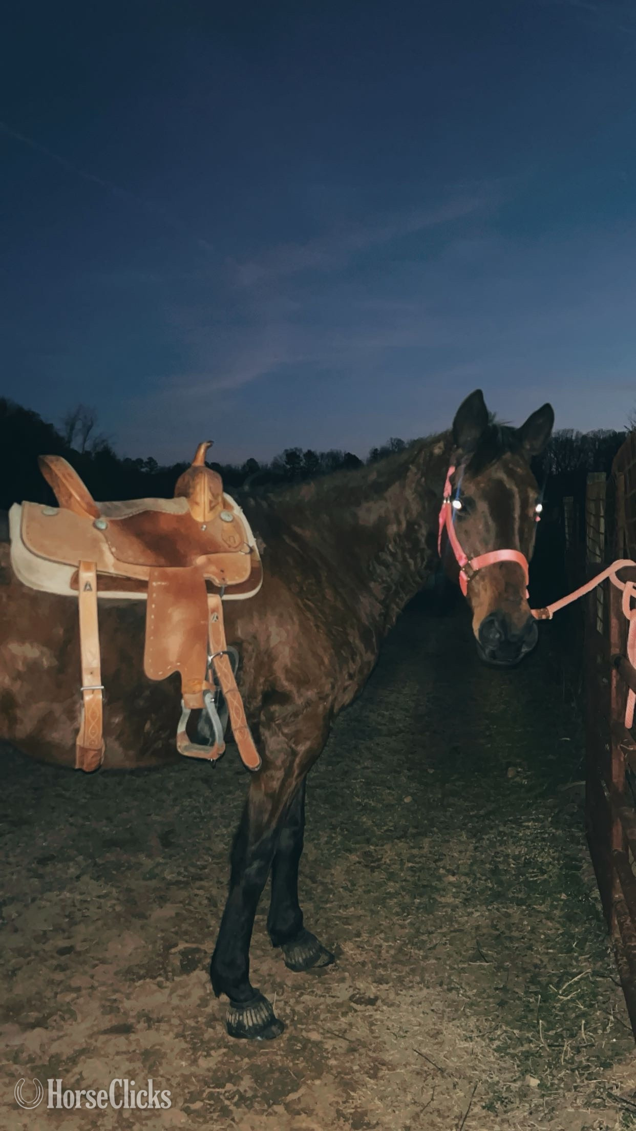 "Trixie" Bay Mare Thoroughbred in South Carolina