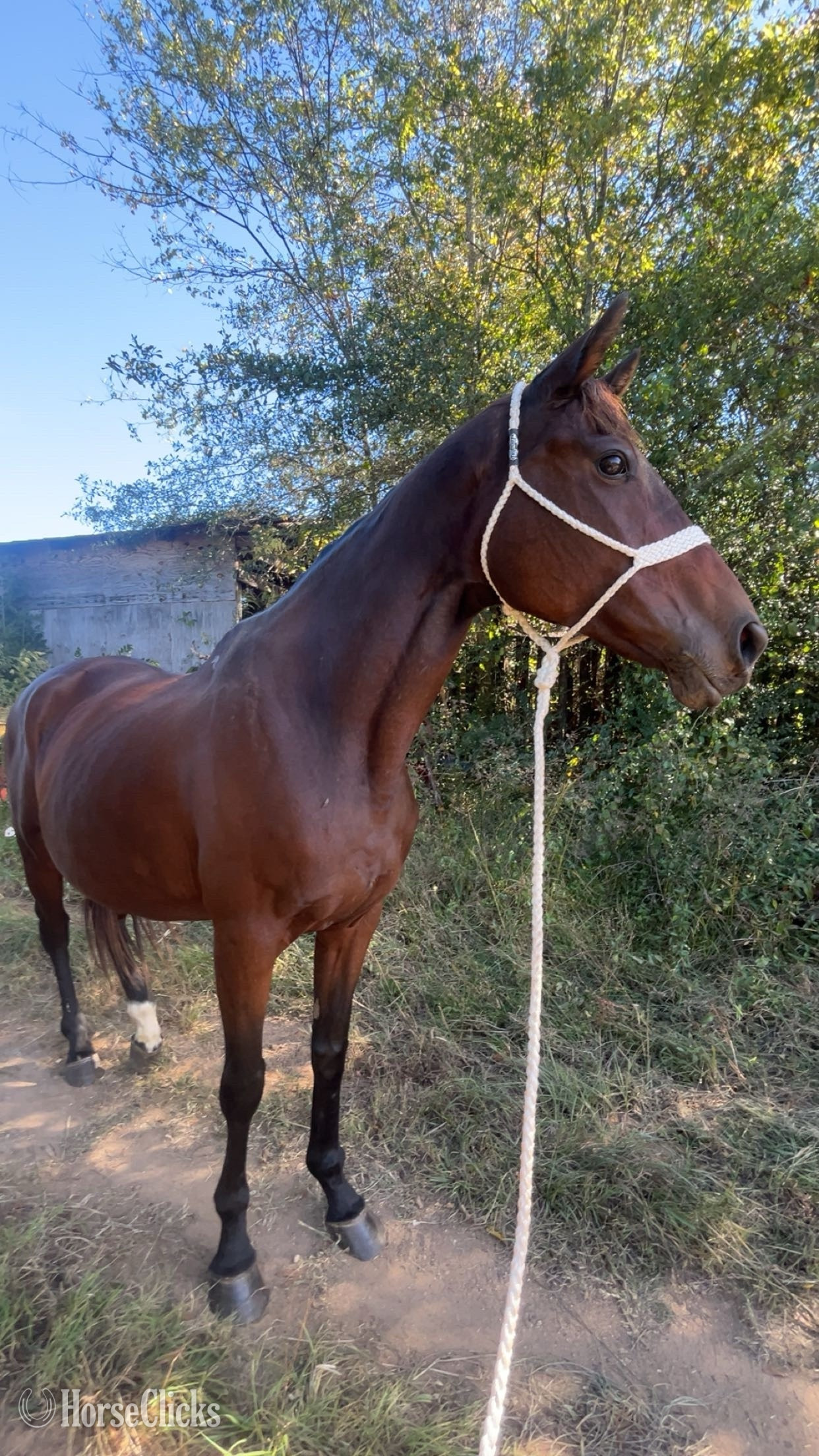 "Trixie" Bay Mare Thoroughbred