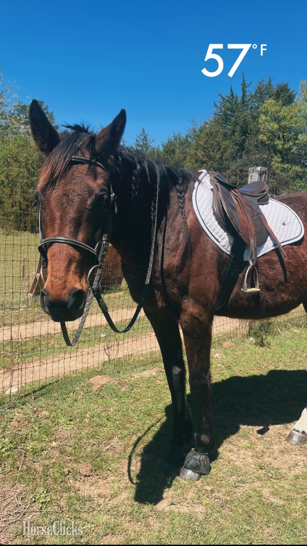 South Carolina "Trixie" Bay Mare Thoroughbred