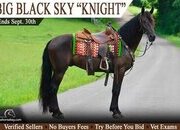 "Knight" Black Gelding Tennessee Walker