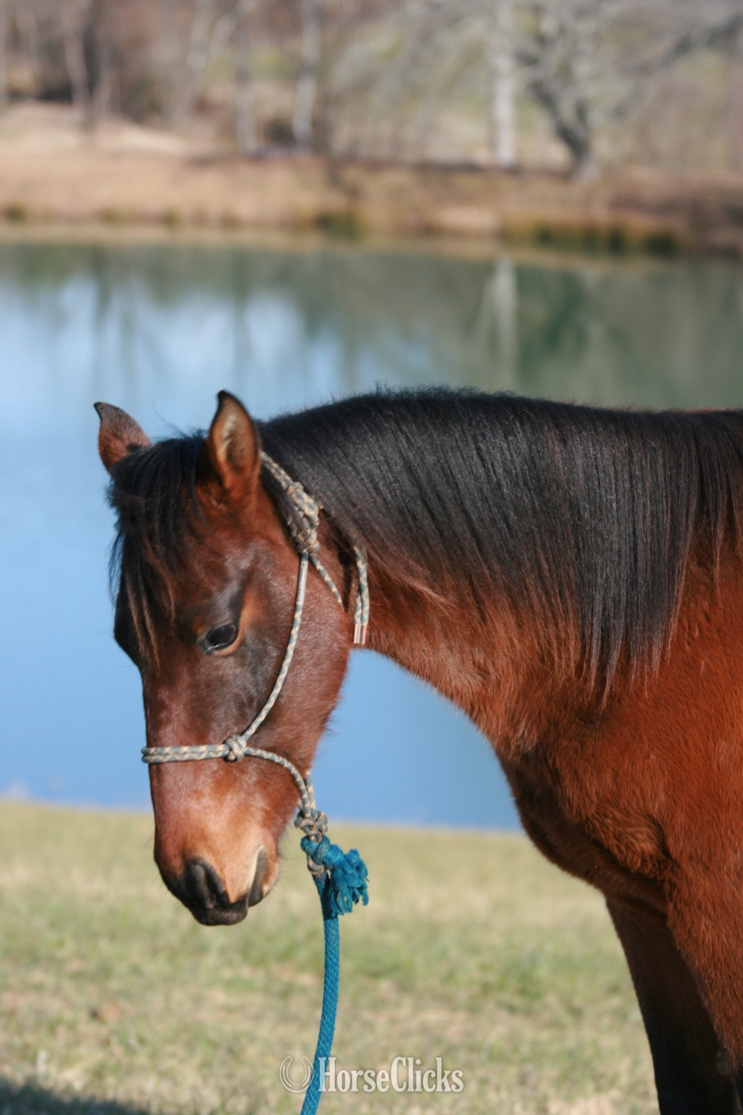 North Carolina "HEZA COOL DREAM - 'Oscar'" Bay Gelding Quarter Horse