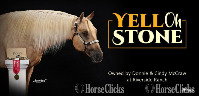"yell oh stone" Palomino Stallion in Washington