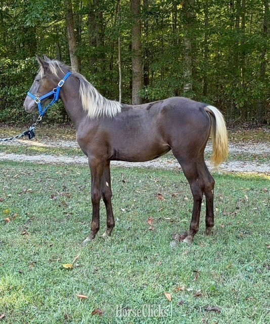 "2025 Filly " Chocolate Filly Rocky Mountain in Kentucky