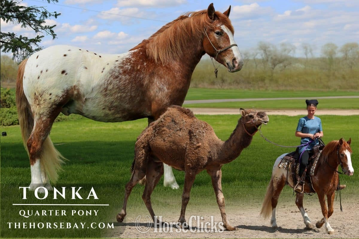 "Tonka" Sorrel Gelding Quarter Pony in Indiana