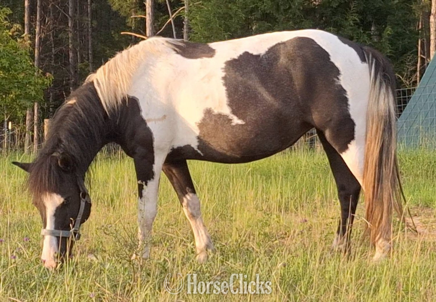 "Pony" Pinto Mare Pony in Alabama