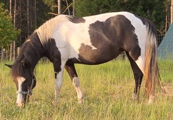 "Pony" Pinto Mare Pony
