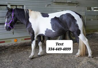 "Pony" Pinto Mare Pony