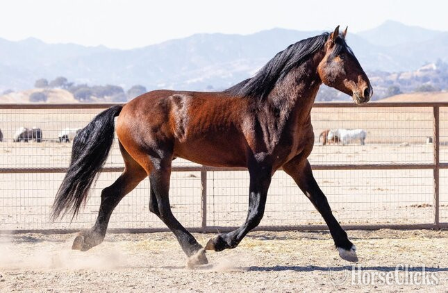 "Thunder" Bay Stallion Warmblood in California