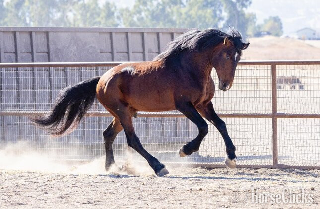 "Thunder" Bay Stallion Warmblood