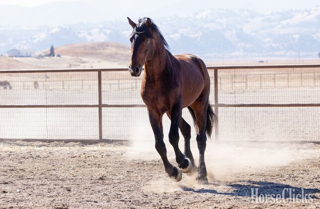 California "Thunder" Bay Stallion Warmblood