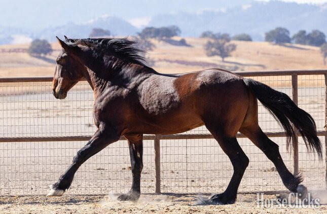 "Thunder" Bay Stallion Warmblood - Warmblood in California
