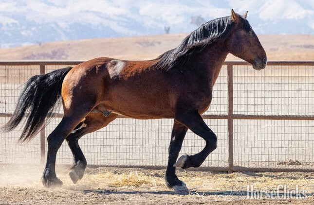 "Thunder" Bay Stallion Warmblood - Warmblood