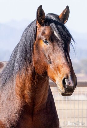 "Thunder" Bay Stallion Warmblood California