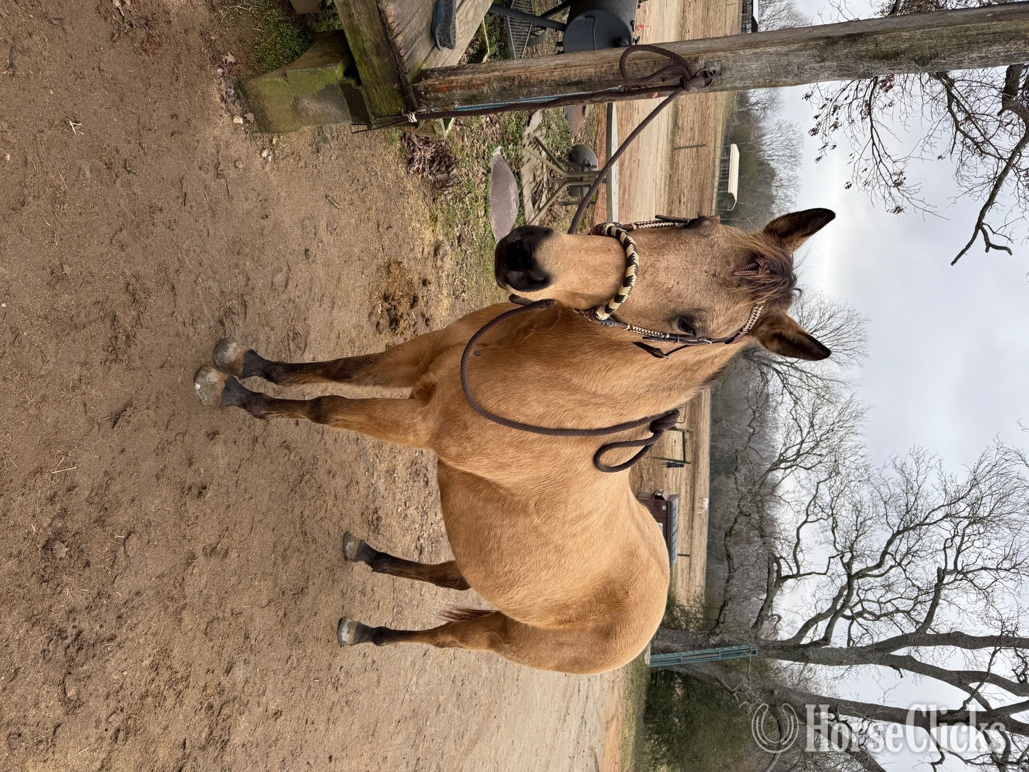"Lexi" Buckskin Mare Quarter Horse in South Carolina