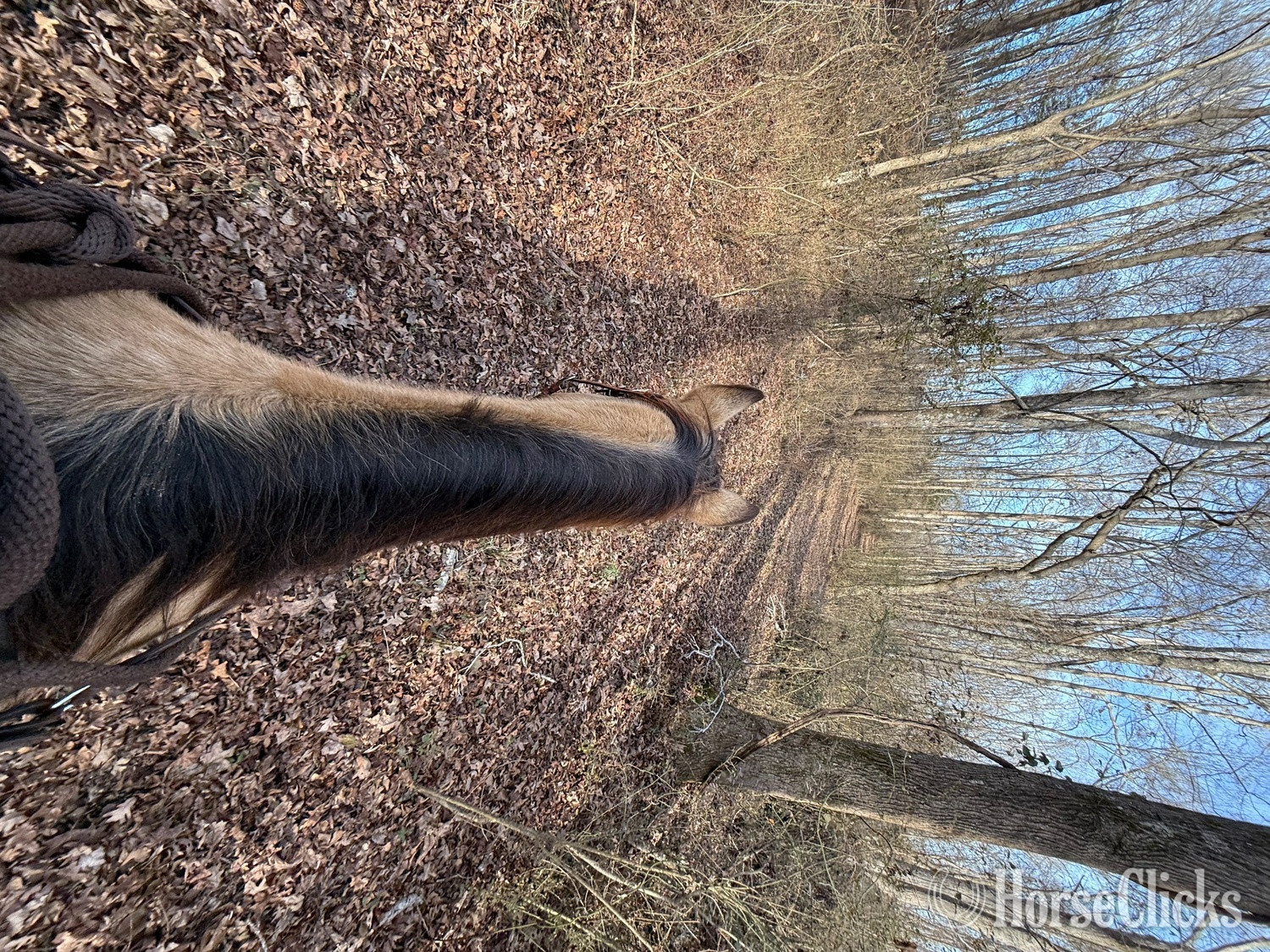 "Lexi" Buckskin Mare Quarter Horse