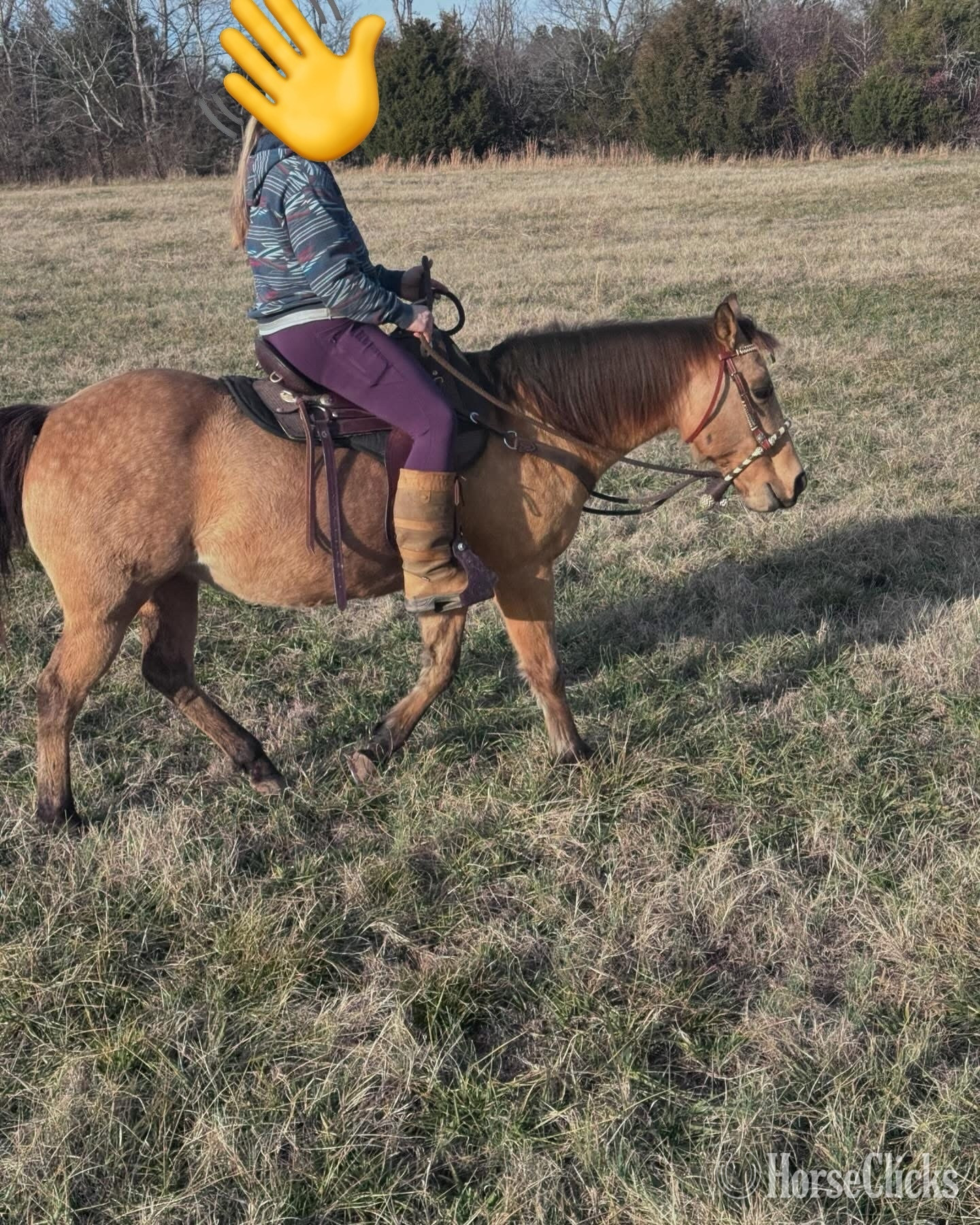 South Carolina "Lexi" Buckskin Mare Quarter Horse