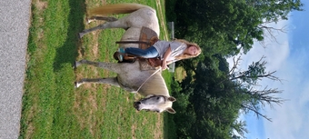 "Lady" Dappled Mare Arabian Cross