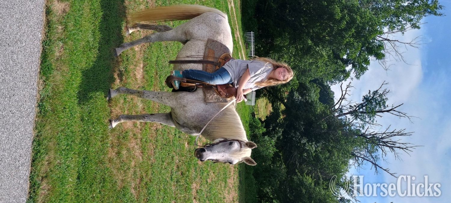 "Lady" Dappled Mare Arabian Cross in Indiana