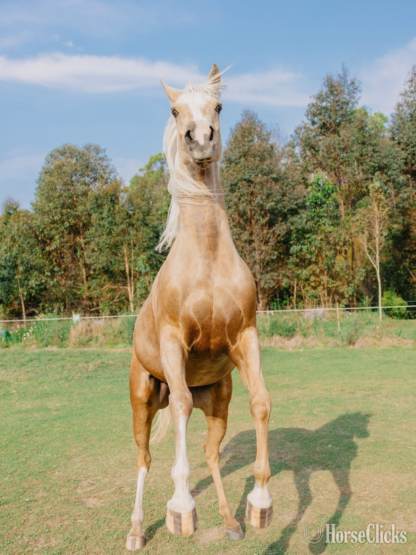 "Coral " Palomino Gelding Quarter Horse in New York