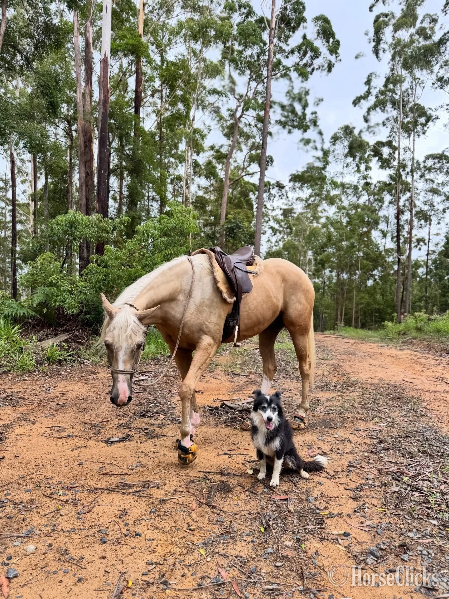 "Coral " Palomino Gelding Quarter Horse