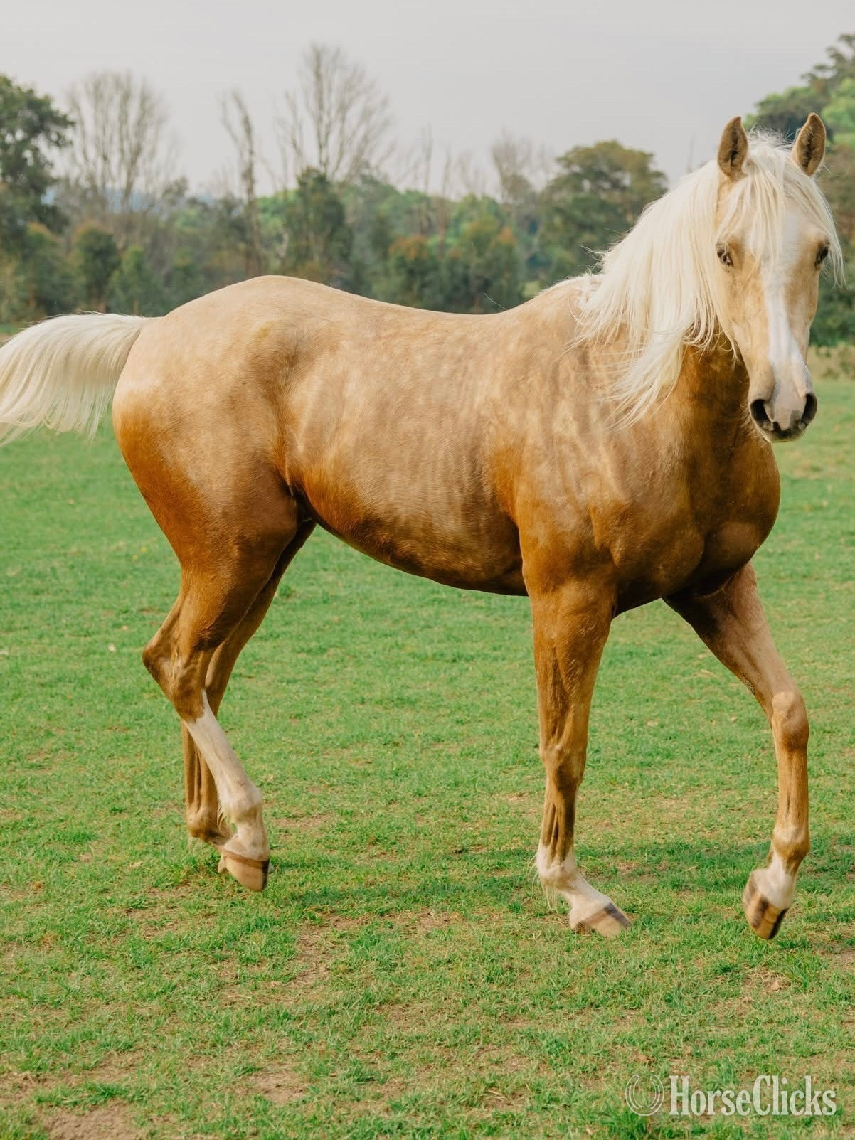 New York "Coral " Palomino Gelding Quarter Horse