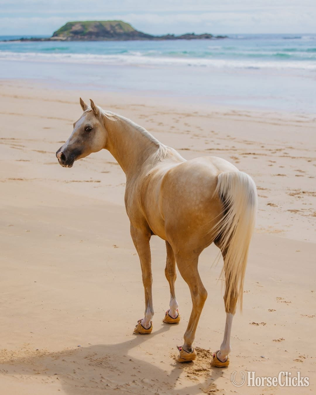 "Coral " Palomino Gelding Quarter Horse - Quarter Horse in New York
