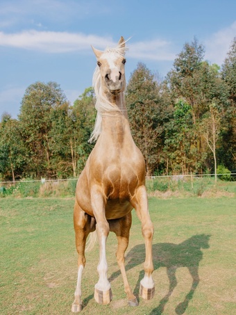 "Coral " Palomino Gelding Quarter Horse