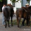 "Reba" Bay Roan Mare Quarter Horse