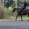 "Reba" Bay Roan Mare Quarter Horse - Quarter Horse in Missouri