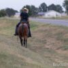 "Reba" Bay Roan Mare Quarter Horse Missouri
