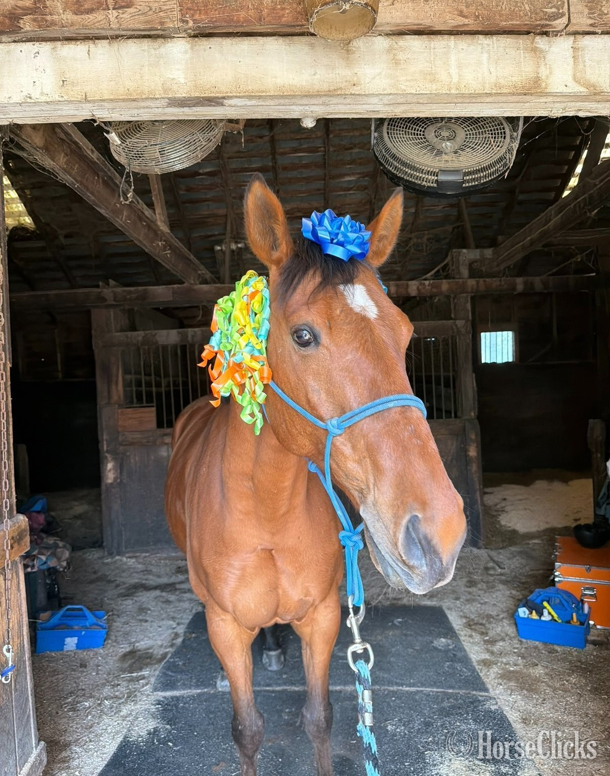 "The Iceman Commeth" Bay Gelding Thoroughbred - Thoroughbred in Vermont