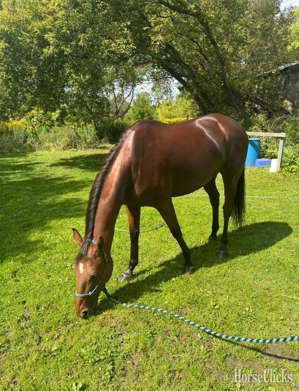 "The Iceman Commeth" Bay Gelding Thoroughbred Vermont