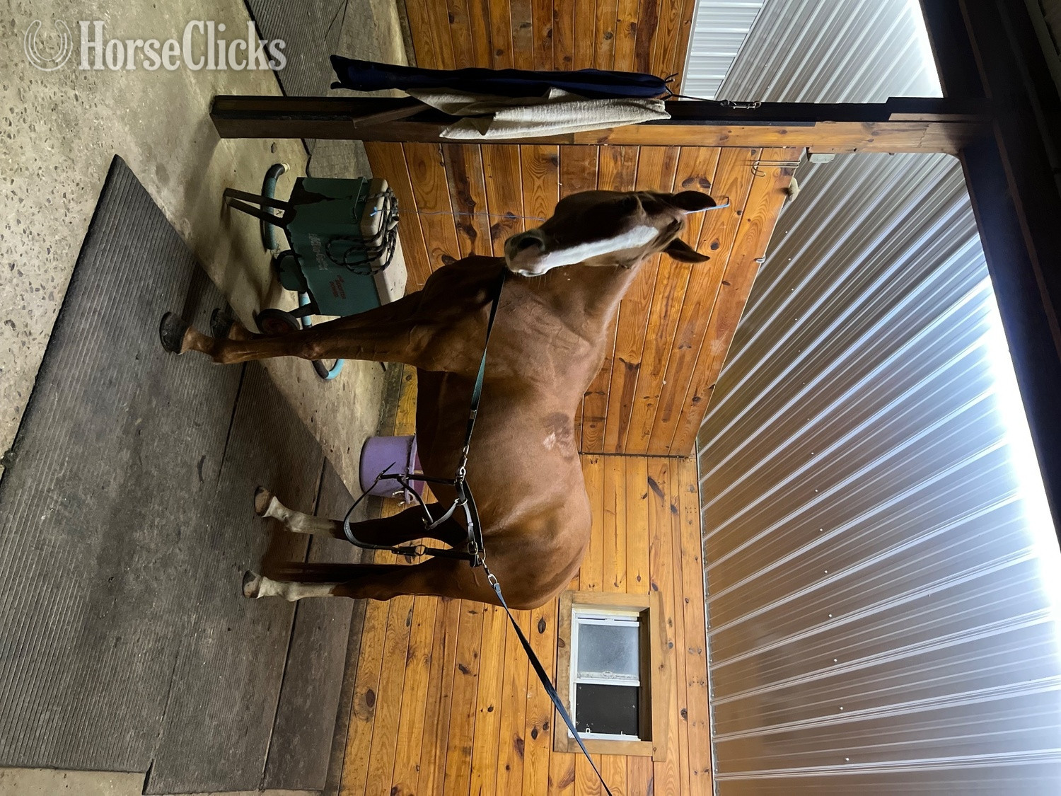 "Napoleon Dynamite " Chestnut Gelding Thoroughbred in New Jersey
