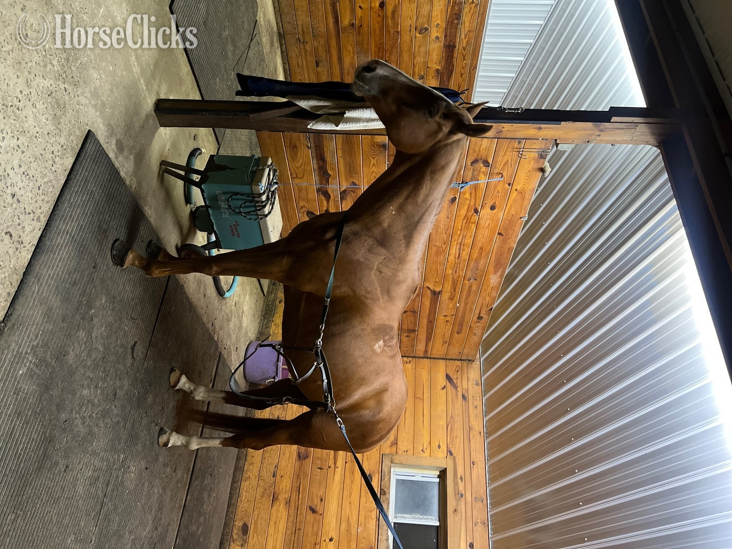 "Napoleon Dynamite " Chestnut Gelding Thoroughbred